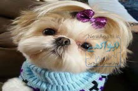 فروش سگ هاوانیز