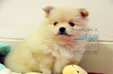 ماده پامرانیان زیبا و اصیل 