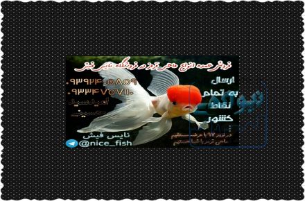 فروش عمده انواع ماهی قرمز