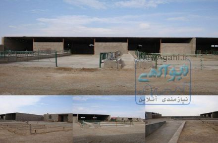شرکت تولیدی کشاورزی و دامداری عماد سمنان