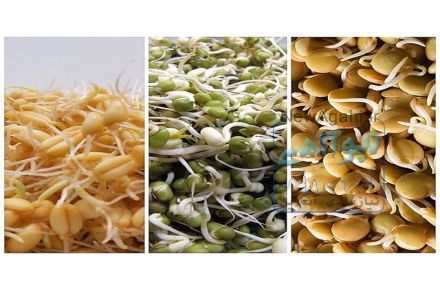 دانه به جوانه طی سه روز