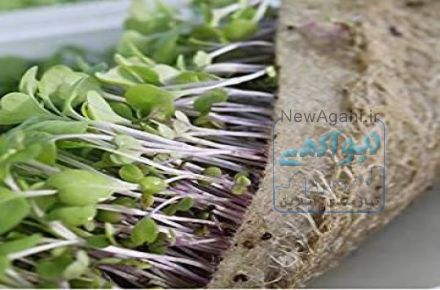 دانه به جوانه طی سه روز