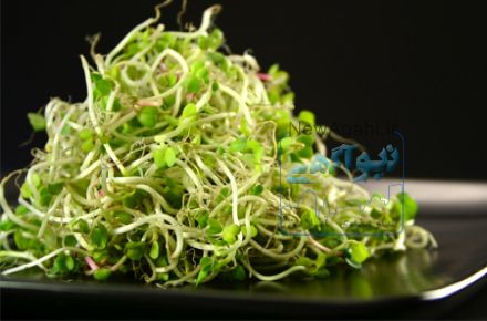 دانه به جوانه طی سه روز