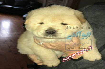 فروش توله چاو چاو