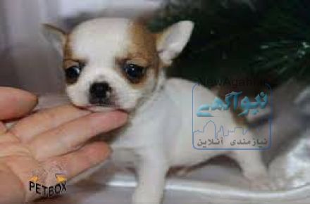 فروش سگ شی هواهوا