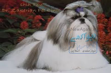 فروش سگ یورکشایر