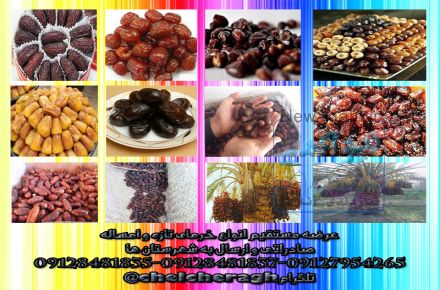 عرضه مستقیم انواع خرمای اعلا