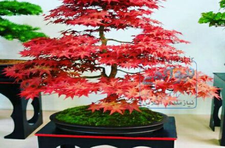 فضای سبز و سمپاشی کرج