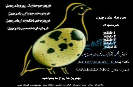 جوجه یک روزه بلدرچین
