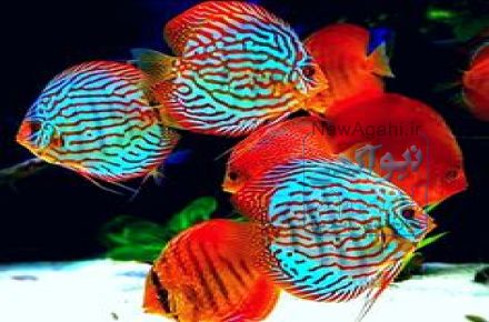 مقاله احتیاجات غذایی ماهیان زینتی آب شیرین