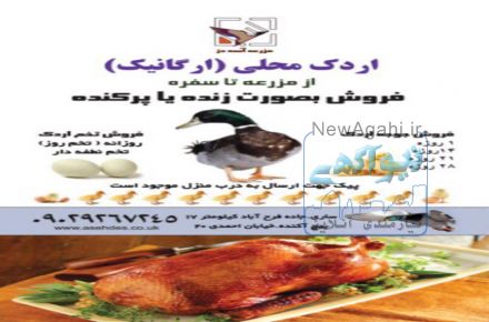 فروش اردک صغیر و بالغ و تخم اردک