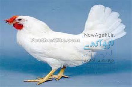 فروش مرغ تخم گذار(پولت) شرکت زرین توتک