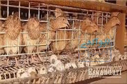 فروش قفس مرغ تخمگذارشرکت زرین توتک