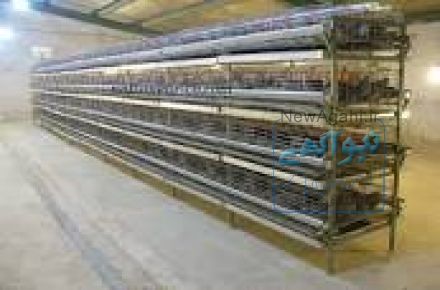 فروش قفس مرغ تخمگذارشرکت زرین توتک