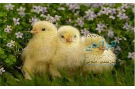 فروش جوجه مرغ گوشتی