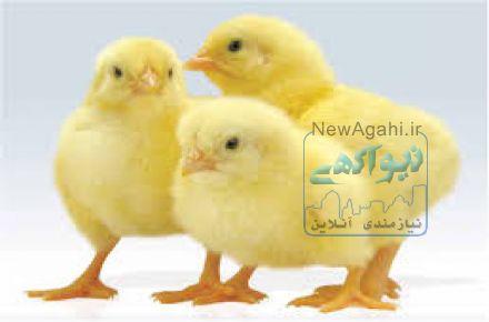 فروش جوجه مرغ گوشتی