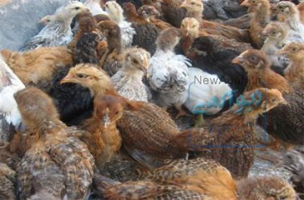 فروش جوجه مرغ گوشتی