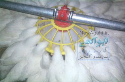 فروش ابخوری و دانخوری مرغ