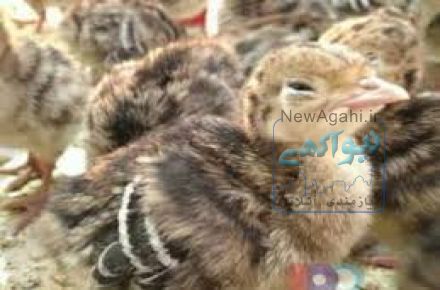 فروش جوجه بوقلمون شرکت زرین توتک 