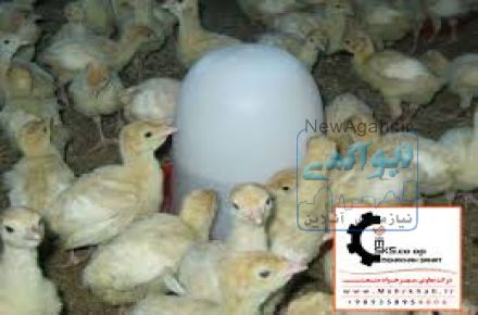 فروش جوجه بوقلمون شرکت زرین توتک 