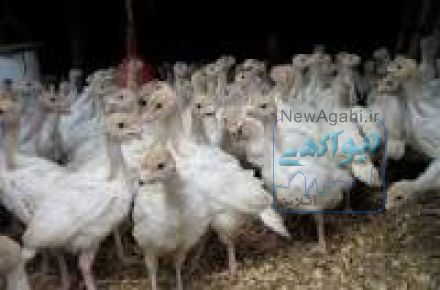 فروش دان و کنسانتره مخصوص به بوقلمون