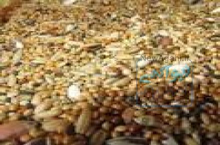فروش دان و کنسانتره مخصوص به بوقلمون