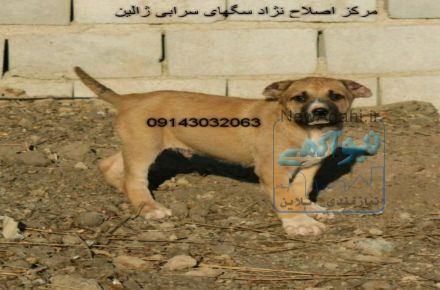 فروش توله های استثنایی سرابی