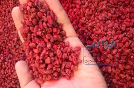 فروش عمده انواع زرشک