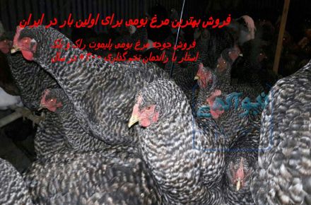 فروش برترین مرغ بومی پلیموت راک و بلک استار -09131005836