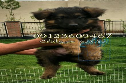 فروش سگ ژرمن شپرد -سگ ژرمن اصیل -توله ژرمن  وارداتی