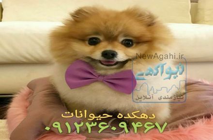 فروش سگ پامرانین - سگ پامرانین - توله پامرانین وارداتی