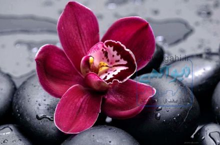 نمایندگی سونی