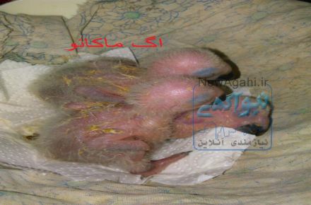 فروش تخم نطفه دار طوطی