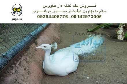 جوجه درآوری تضمینی با تخم نطفه دار طــــاووس