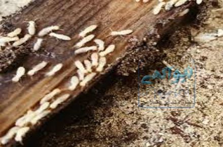 سمپاشی وموریانه  زدایی پاکمهر نصف جهان با مجوز بهداشت 
