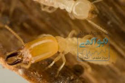 سمپاشی وموریانه  زدایی پاکمهر نصف جهان با مجوز بهداشت 