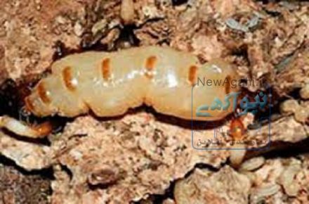 سمپاشی وموریانه  زدایی پاکمهر نصف جهان با مجوز بهداشت 