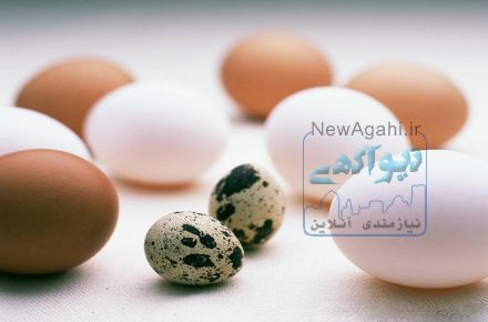 فروش تخم نطفه دار طیور