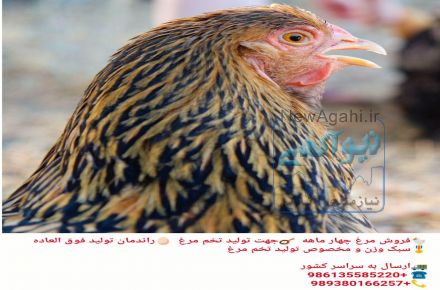 فروش مرغ واردک  سراسرکشور