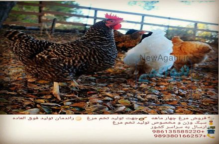 فروش مرغ واردک  سراسرکشور