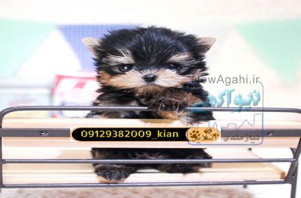 فروش توله یورکشایر وارداتی