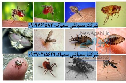 سمپاشی تضمینی در تهران