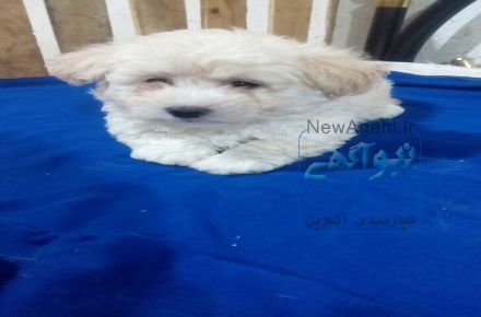  فروش دو قلاده شیتزوتریر 