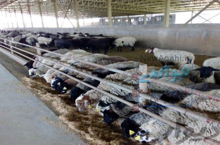 فروش گوسفند زنده . دامداری تک دام.