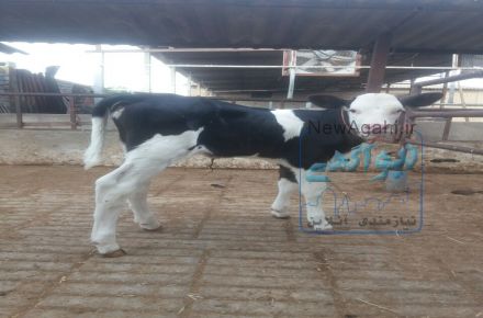 فروش ویژه گوساله پرواری وماده 