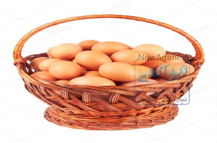 شرکت مهپارس عرضه مستقیم تخم مرغ محلی