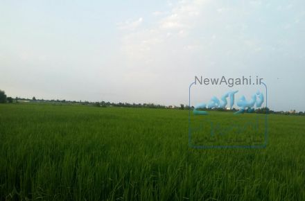 4000 متر زمین کشاورزی در کارتیجکلا