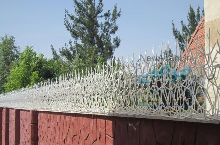 حفاظ روی دیوار (شاخه گوزنی)