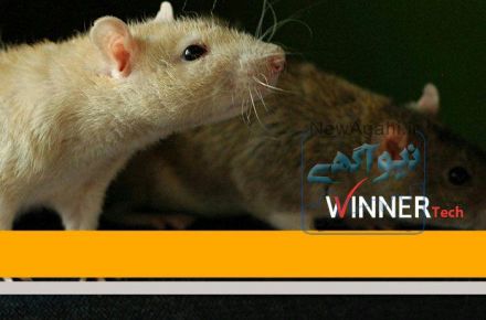 دورکننده آلتراسونیک جوندگان وینرتک