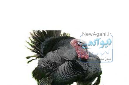 تخم نطفه دار لاری تخم نطفه دار مرغ تمگذار مرغ راس گوشتی تخم نطفه دار 